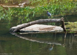 Green Heron