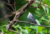 Black and White Warbler