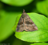 Gray-edged Hypena