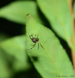 Unknown Spider sp.