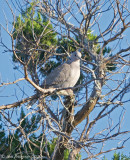 Eurasian Collared Dove