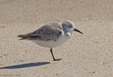 Sanderling