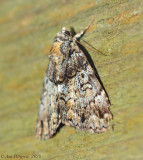 False Underwing