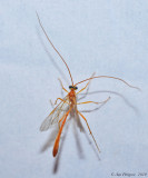 Short-tailed Ichneumon Wasp