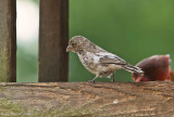 Leicistic House Finch
