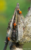 Nymphs of Large Milkweed Bug