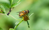 Flies
