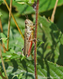 Grasshoppers, Katydids, & Crickets