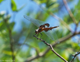 Red Saddlebags