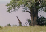 Masai Giraffe