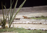 Unstriped Ground Squirrel