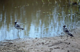 Blacksmith Lapwings