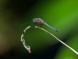 Blue Dasher - female