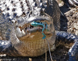 American Alligator with Fishing Lure