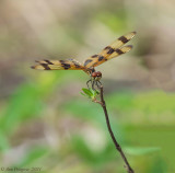 Halloween Pennant - Female