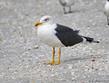 Lesser Black-backed Gull