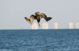 Diving Brown Pelicans