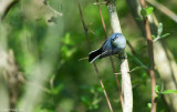 Blue-gray Gnatcatcher 