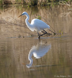 Great Egret