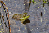 American Bullfrog