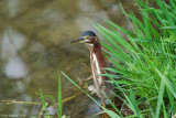 Green Heron