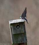 Bombay Hook NWR