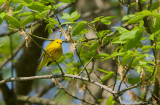 Yellow Warbler