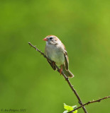 Field Sparrow