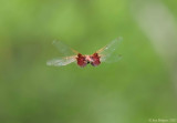 Carolina Saddlebags