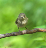 Ruby-crowned Kinglet