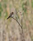 Northern Rough-winged Swallow