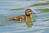 Mallard Hybrid Duckling