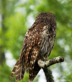  Barred Owl