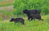 Black Bear and Cubs