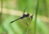 Seaside Dragonlet - Male