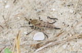 Robber Fly