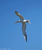 Royal Tern