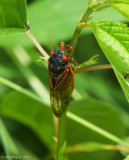 Periodical Cicada