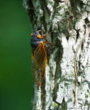 Periodical Cicada