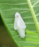 Virginia Tiger Moth - mating pair