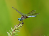 Blue Dasher - male