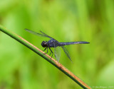 Slaty Skimmer