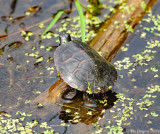 Eastern Painted Turtle Baby