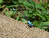 Blue-fronted Dancer - male