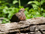 Mourning Dove