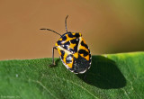 Harlequin Bug