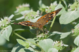 Common Buckeye