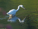 Little Blue Heron