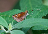 Zabulon Skipper - female