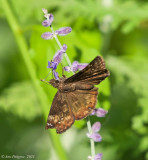 Horaces Duskywing